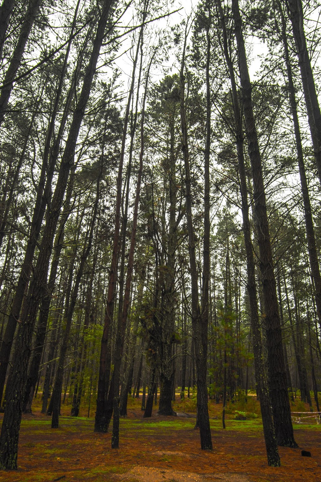 HQ Camp Wingello State Forest | Forest Rd, Wingello NSW 2579, Australia