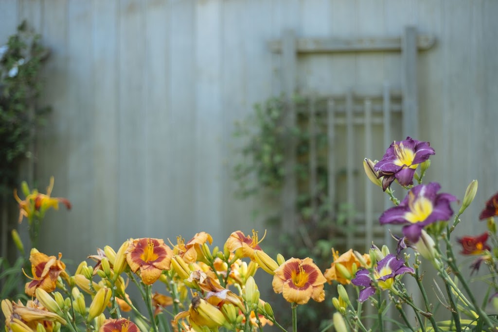 The North Side Gardener | 30 Luxor Parade, Roseville NSW 2069, Australia | Phone: 0434 450 844
