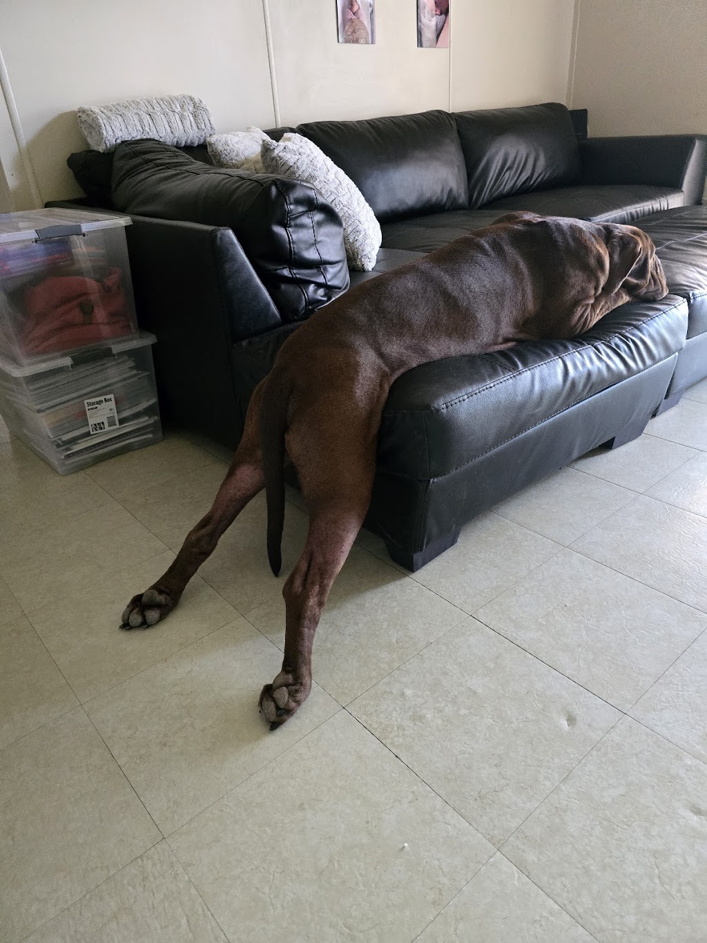 Plainland Golden Lor | 8 Echidna Pl, Plainland QLD 4341, Australia | Phone: (07) 5465 6467