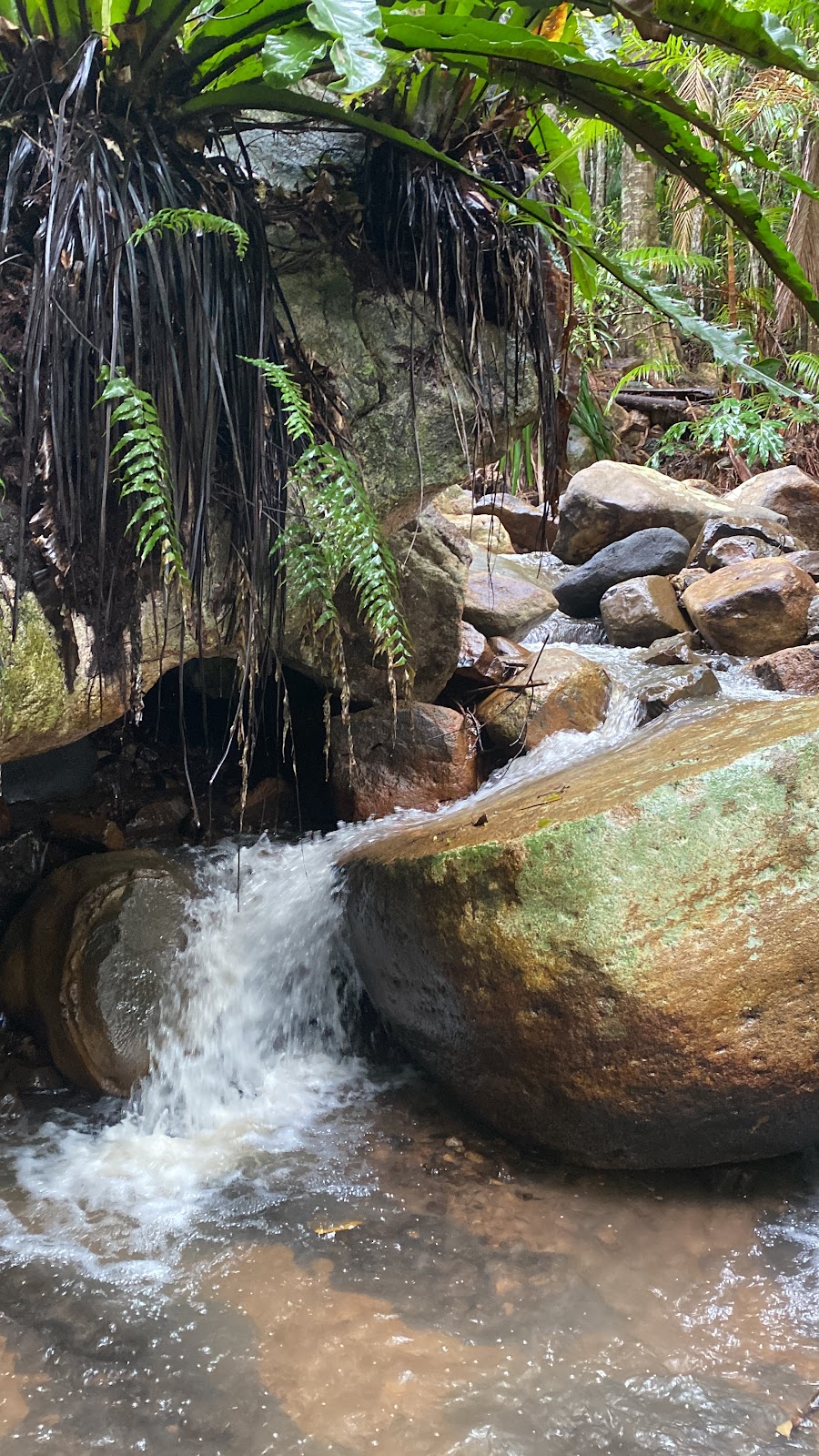 Byron Rainforest Respite and Retreat | 137 Mill Rd, Huonbrook NSW 2482, Australia | Phone: 0474 796 077