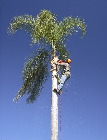 Tree Lopping Gold Coast - Palm Tree Removal & Trimming Experts | 19 Bluetail Cres, Upper Coomera QLD 4209, Australia | Phone: 0466 822 477