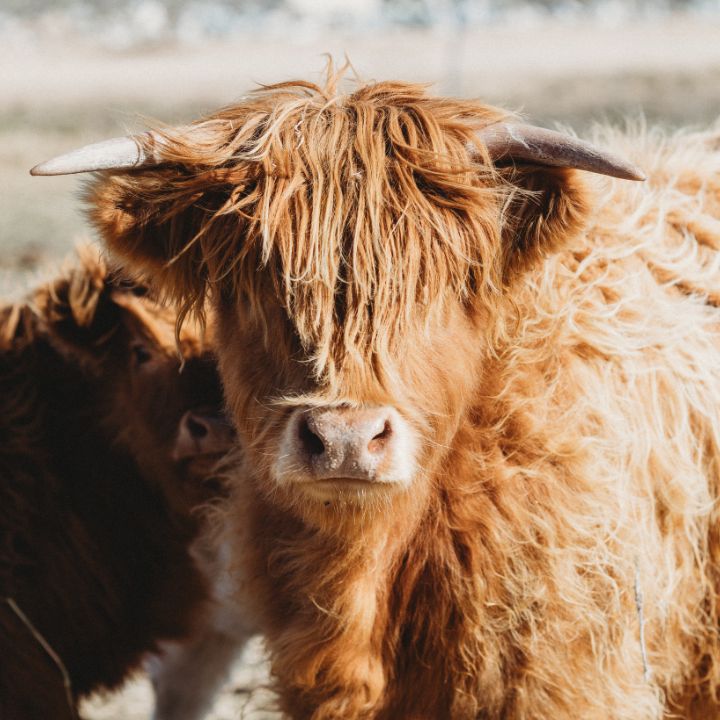 Rustic Range Retreat | 222 St Johns Rd, Georges Plains NSW 2795, Australia | Phone: 0417 429 032