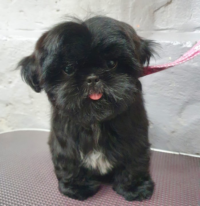 Rysup Dog Grooming | 10 Campbell St, Ellalong NSW 2325, Australia | Phone: 0425 807 519