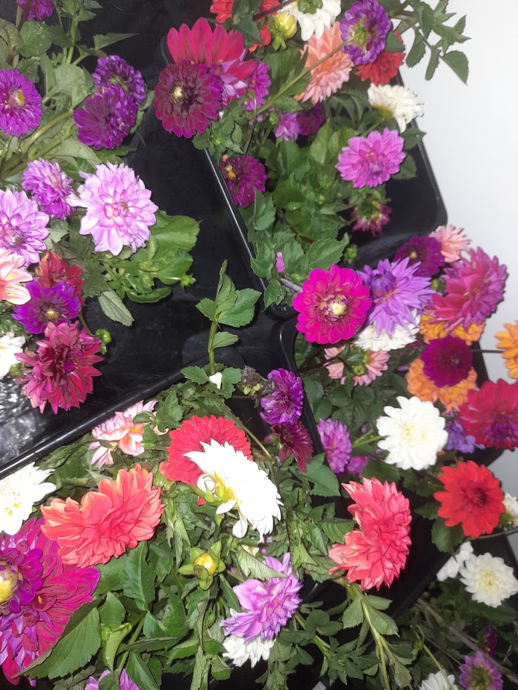 Fragrance in a Flower | 429 Kerry Rd, Beaudesert QLD 4285, Australia | Phone: 0409 485 354
