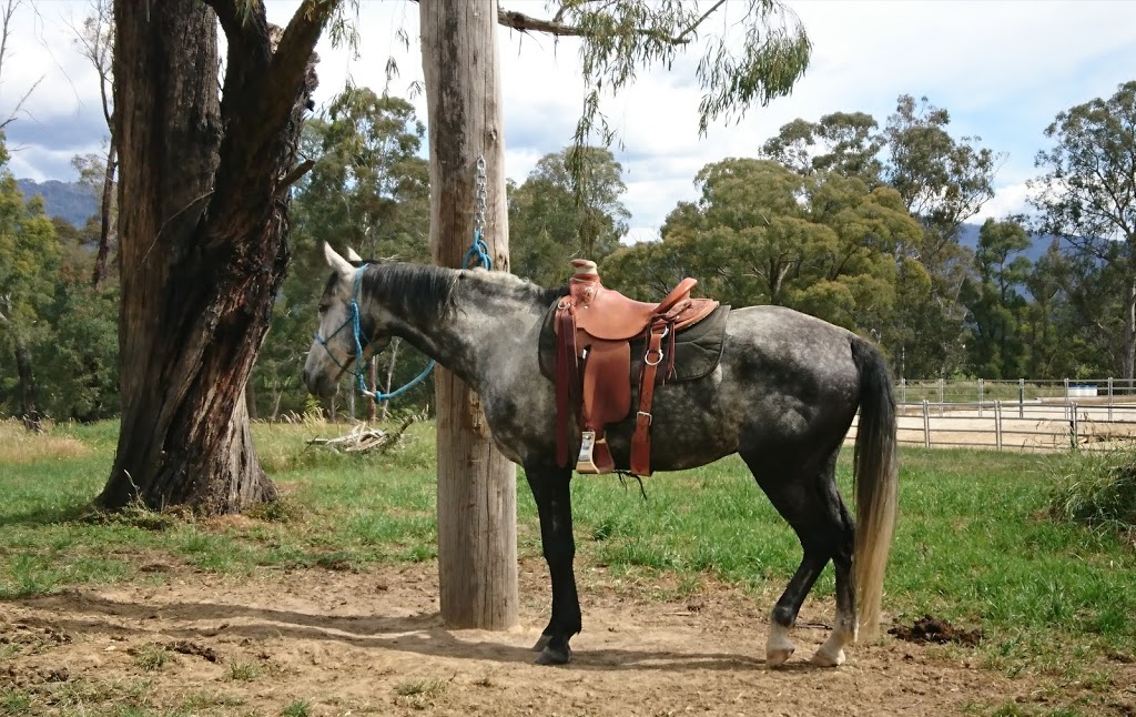 Anne Timewell Horsemanship |  | Mountain Creek Rd, Tawonga VIC 3697, Australia | 0409150801 OR +61 409 150 801