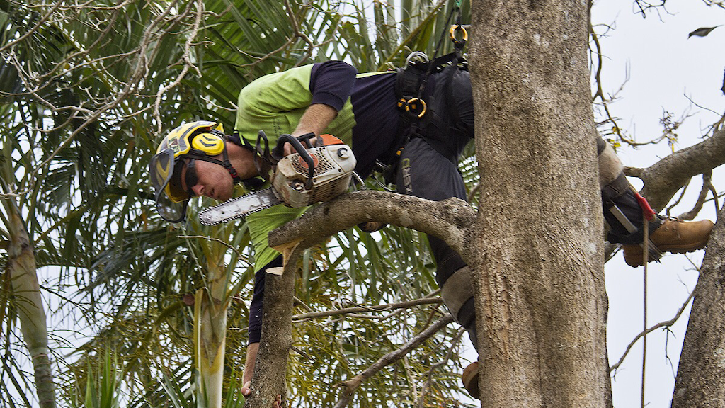 Trees Palms and Stumps | 392 Mount Cotton Rd, Capalaba QLD 4157, Australia | Phone: 0409 621 863