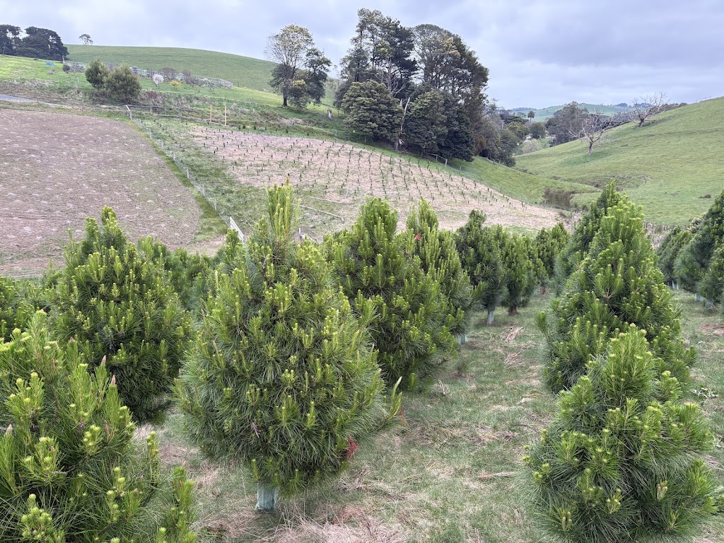 Foster Christmas Tree farm | 125 McKnights Rd, Foster North VIC 3960, Australia | Phone: 0425 857 162