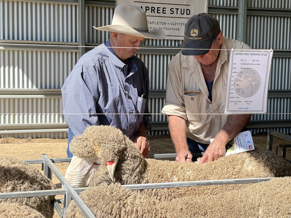 Capree Stud | 577 Caloola Rd, Newbridge NSW 2795, Australia | Phone: 0429 797 633