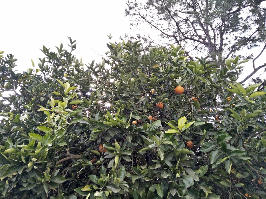 Schofields Orange Orchard |  | 42 Yarramundi Ln, Agnes Banks NSW 2753, Australia | 0411119701 OR +61 411 119 701