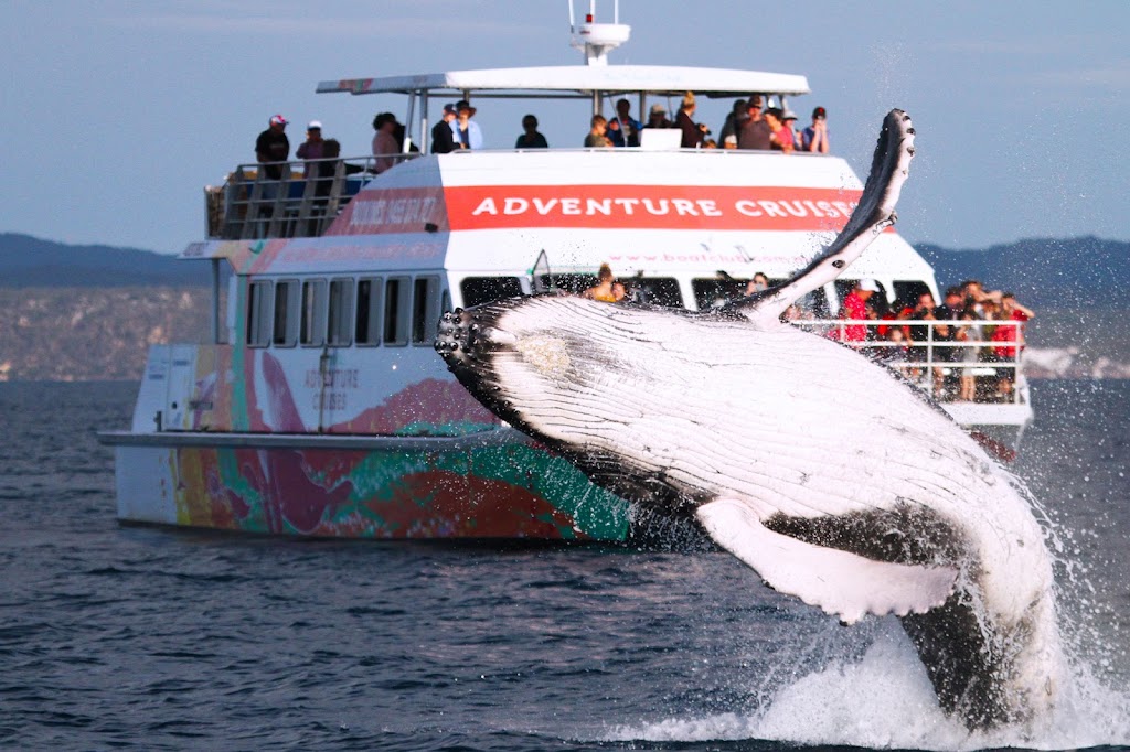 Boat Club Whale Watch | Buccaneer Dr, Urangan QLD 4655, Australia | Phone: (07) 4197 8766