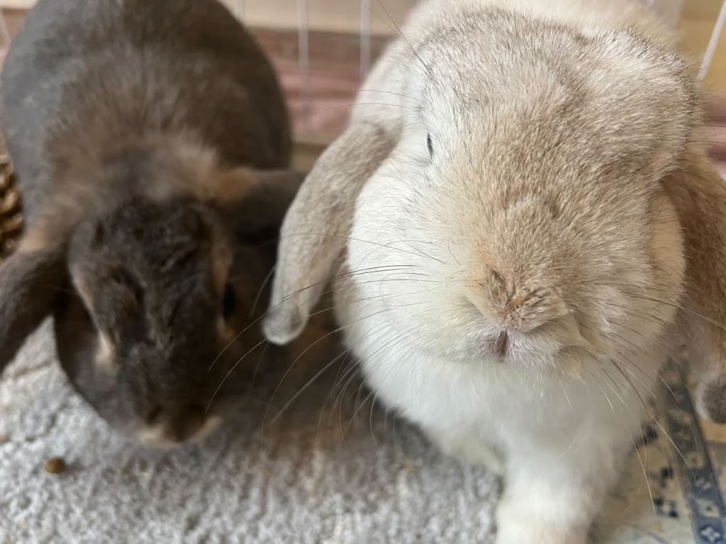 Bunny Bunks | Bateau Bay Rd, Bateau Bay NSW 2261, Australia | Phone: 0404 686 528