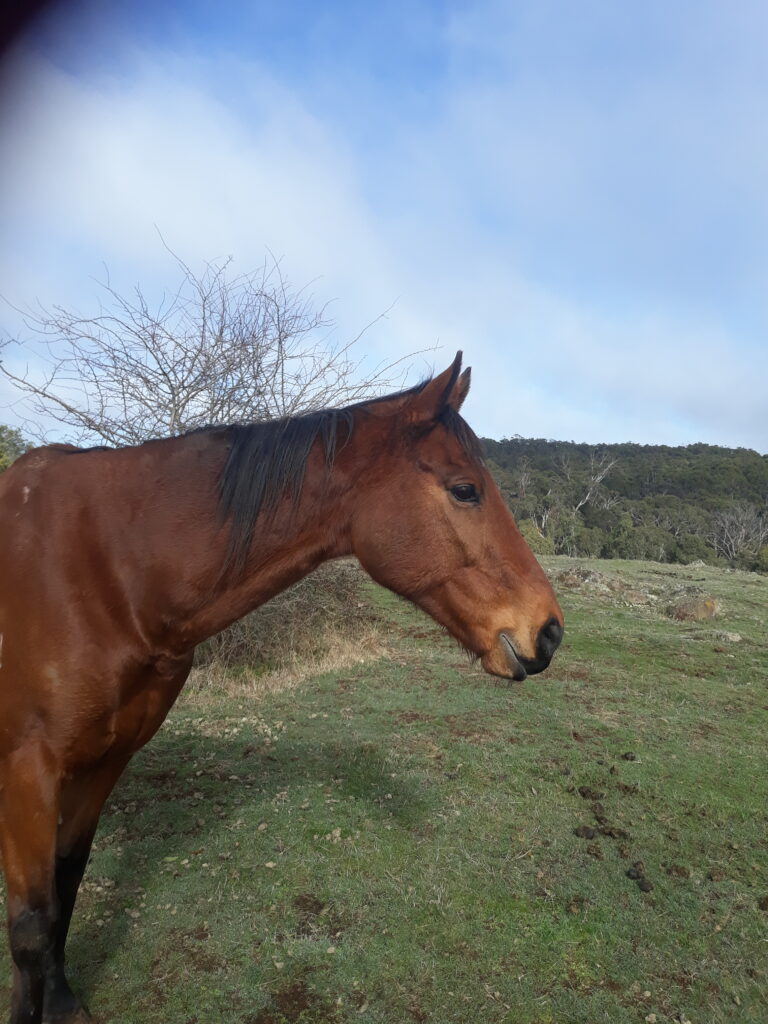 H.E.A.L - Hamer Equine Assisted Learning | health | 181 Marsh Ct, Woodend VIC 3442, Australia | 0411549562 OR +61 411 549 562