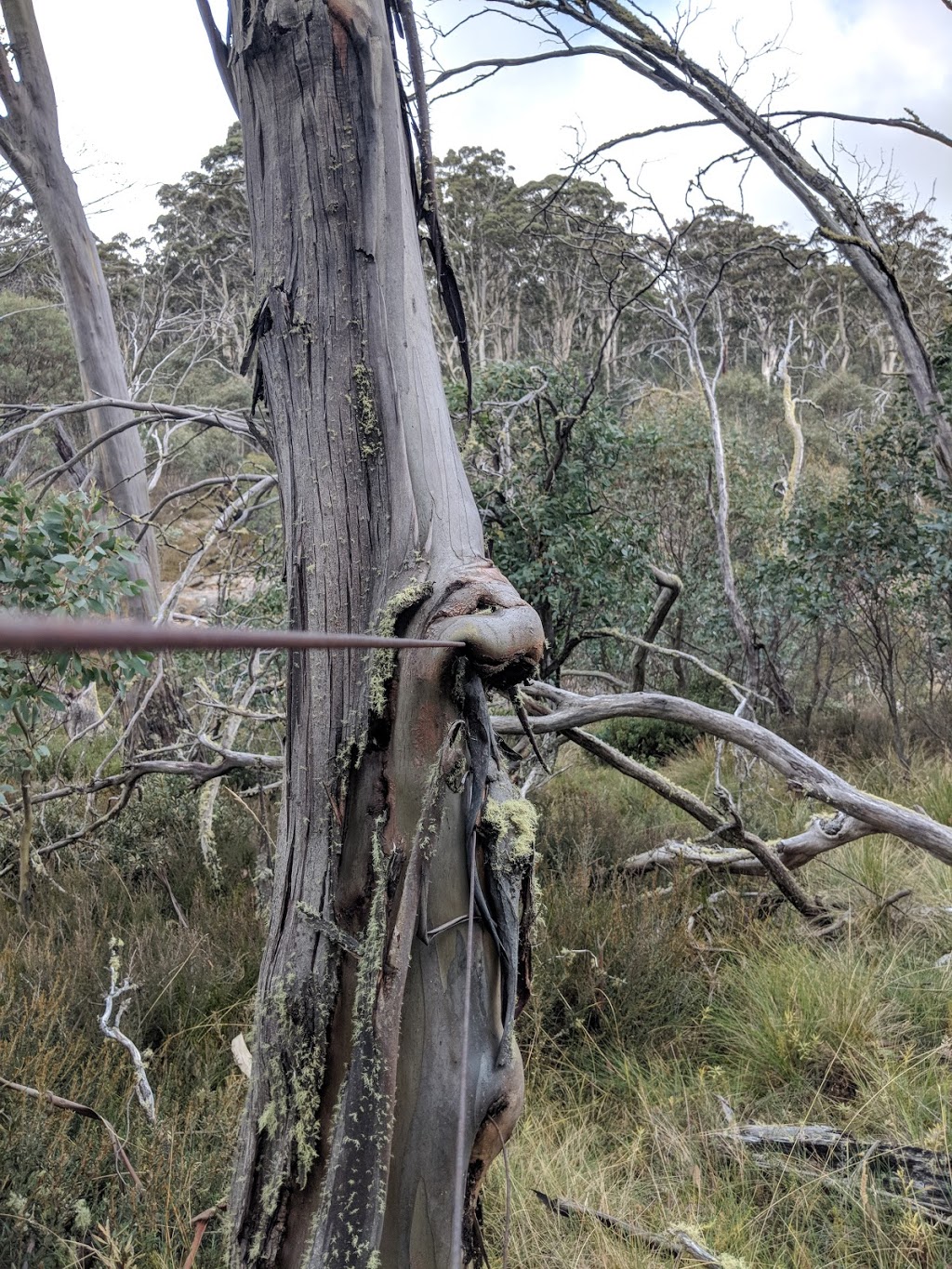 McMichaels Hut | campground | Tamboritha VIC 3858, Australia