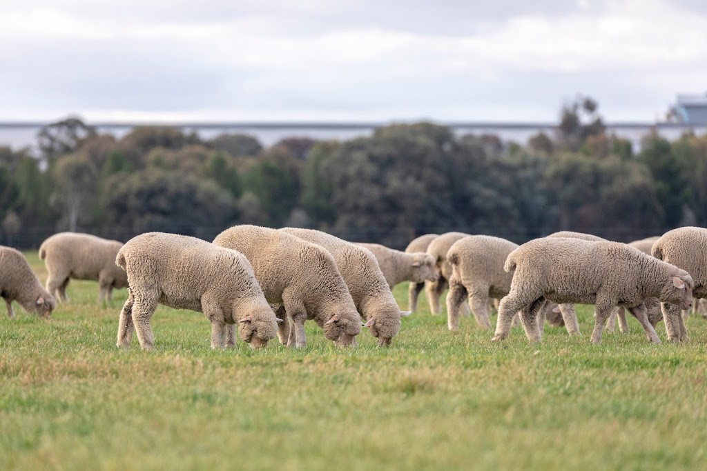 Wunnamurra Poll Dorsets | 2797 Berrigan Rd, Jerilderie NSW 2716, Australia | Phone: 0429 660 584