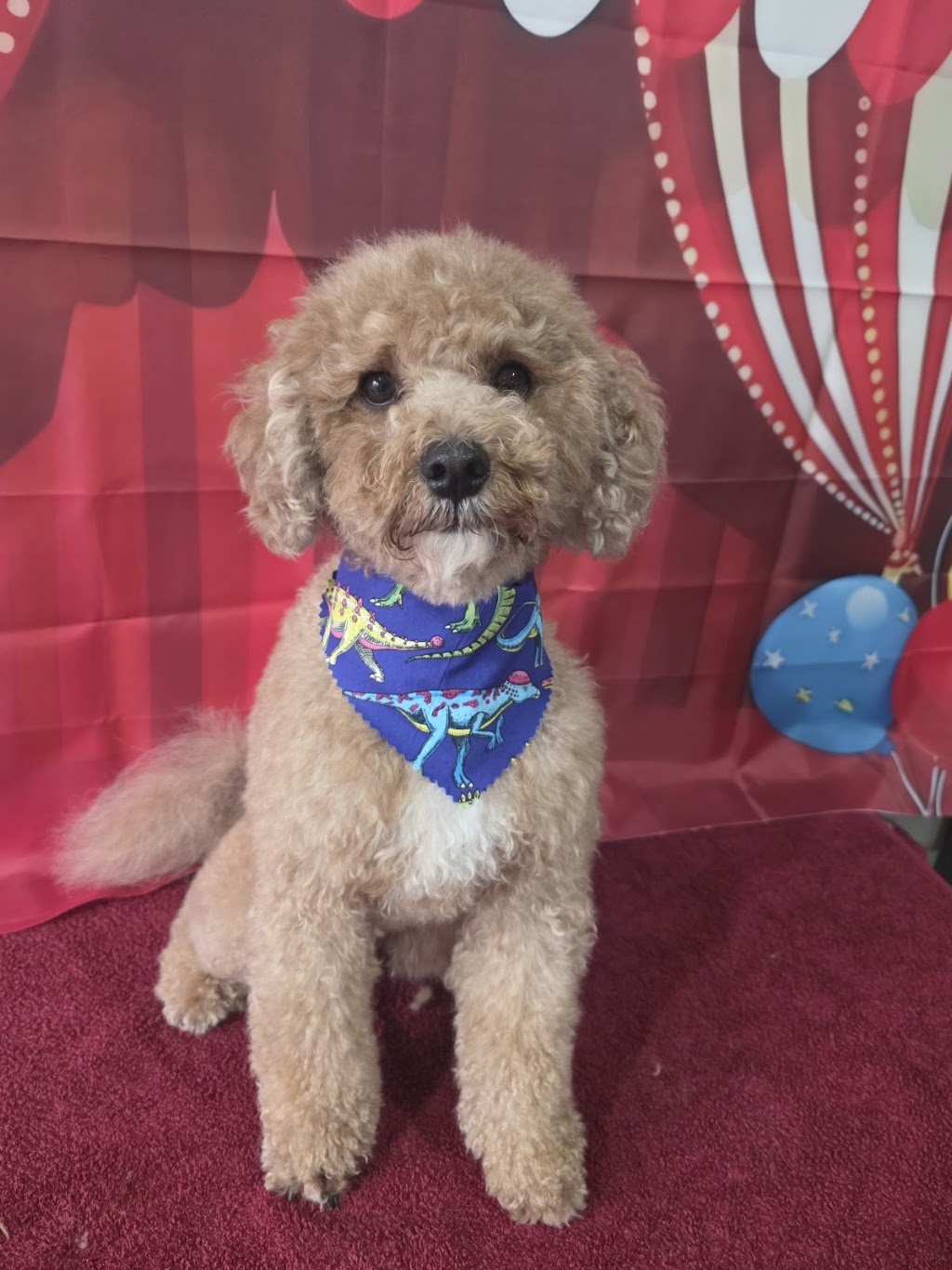Prime Paws Grooming Salon | 600 Bitcon Rd, Toolamba West VIC 3614, Australia | Phone: 0411 782 190