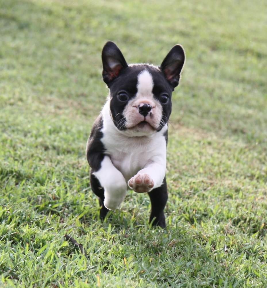 Shebos Boston Terriers | 249 Dalwood Rd, Leconfield NSW 2335, Australia | Phone: 0408 665 537