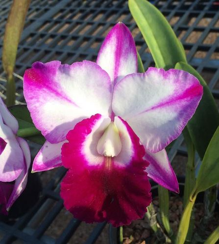 Sunnyview Orchids | 23 Slayton Rd, Jensen QLD 4818, Australia | Phone: 0438 831 971