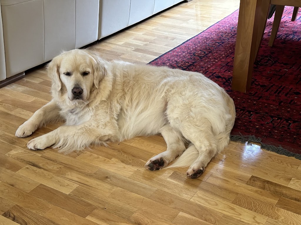 Rambos Pet Grooming | 6 Rae St, Bentleigh East VIC 3165, Australia | Phone: 0468 406 887