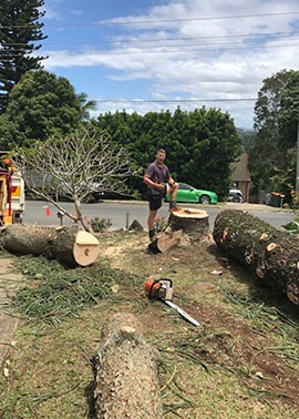 All Tree and Stump Works | 19 Bopple Nut Ct, Cobaki NSW 2486, Australia | Phone: 0402 697 647