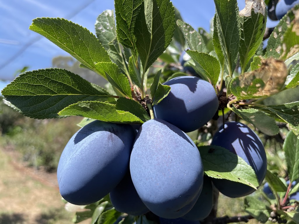 Glenlyon Blueberry Orchard | 18 Spring St, Glenlyon VIC 3461, Australia | Phone: 0484 183 686 Glenlyon Blueberry Orchard | 18 Spring St, Glenlyon VIC 3461, Australia | Phone: 0484 183 686