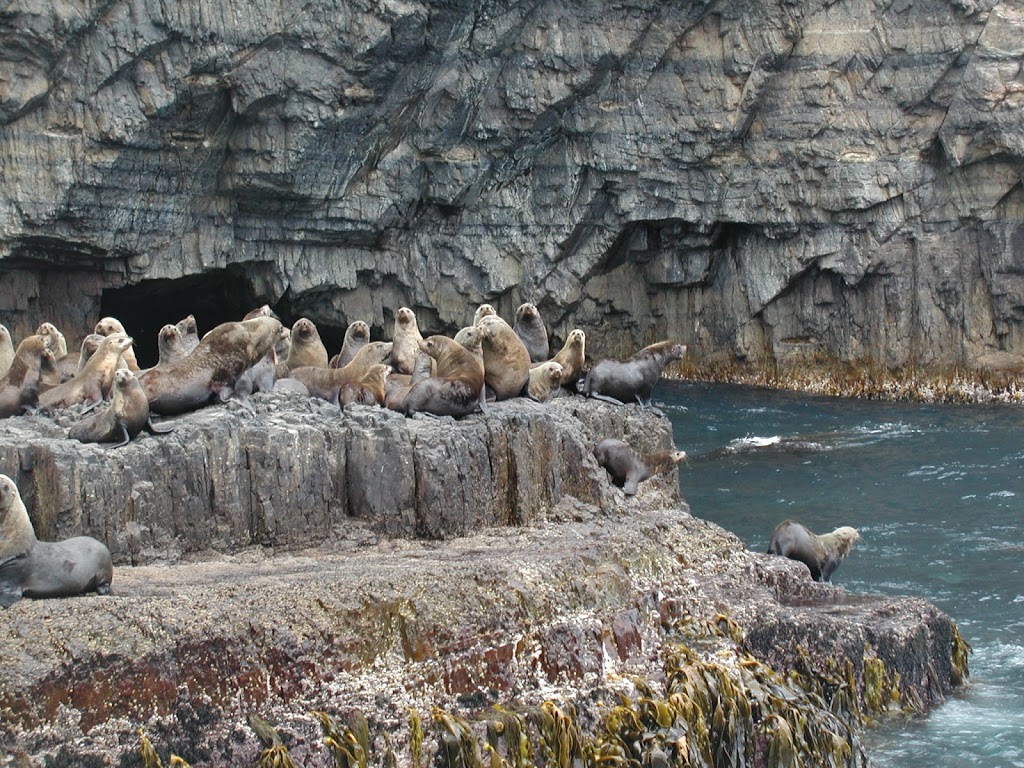 Tasman Island Fur Seal Colony | park | Tasman Island, TAS, Australia