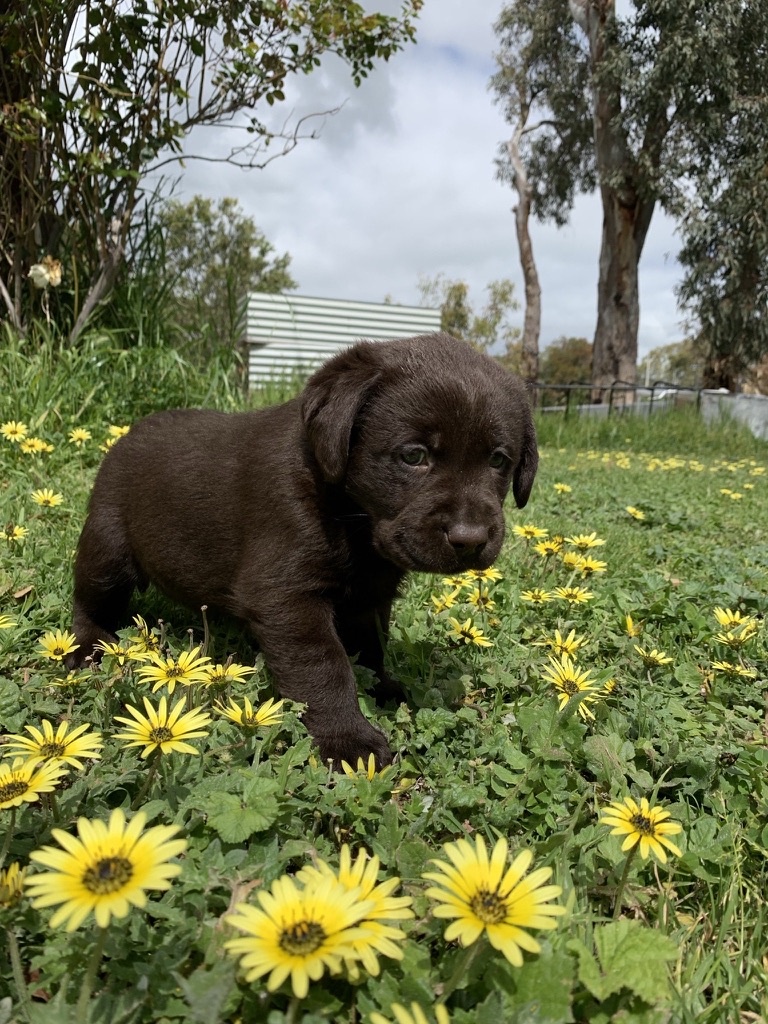 Southern Cross Labradors |  | 185 Ryan Rd, Sellicks Hill SA 5174, Australia | 0450074147 OR +61 450 074 147