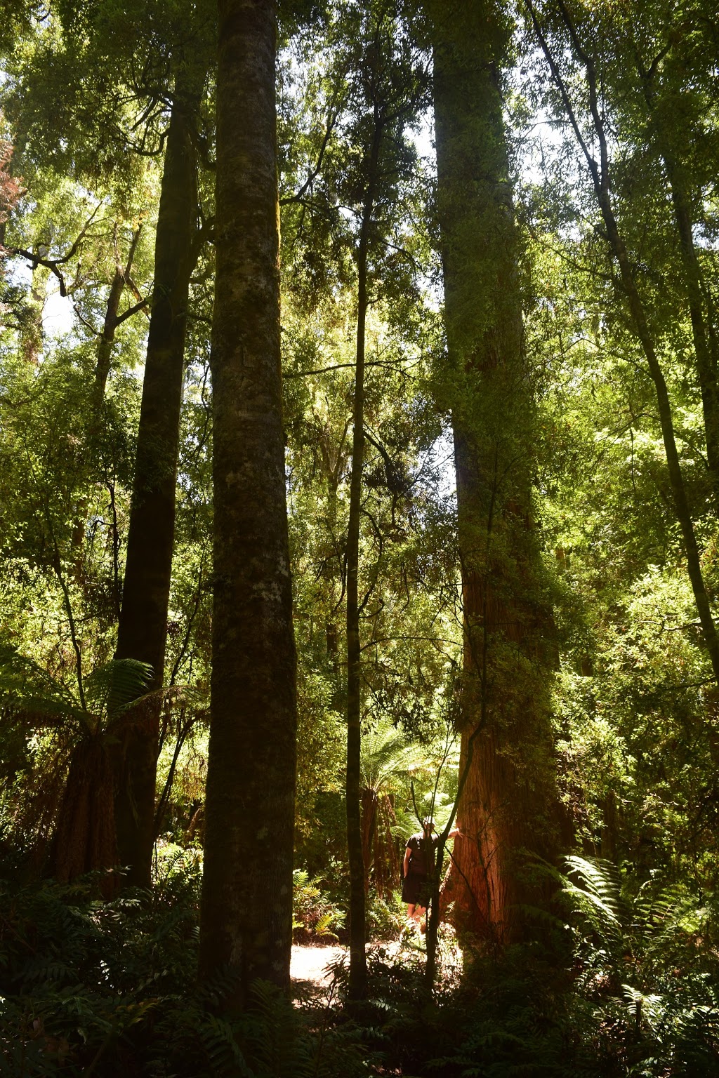 Julius River Forest Reserve | West Coast TAS 7321, Australia