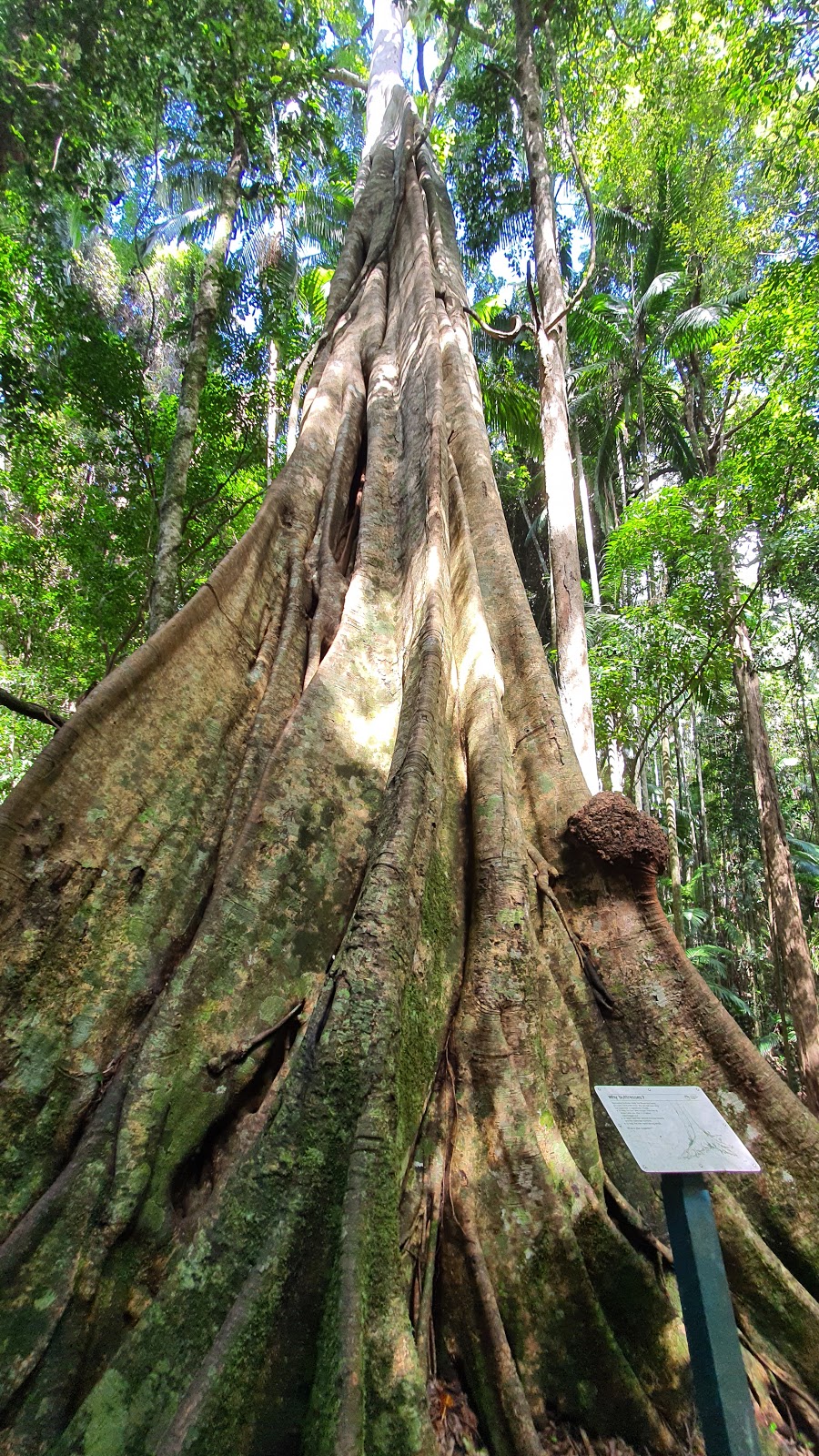 Mapleton Falls Lookout | tourist attraction | Mapleton Falls Rd, Mapleton QLD 4560, Australia | 137468 OR +61 137468