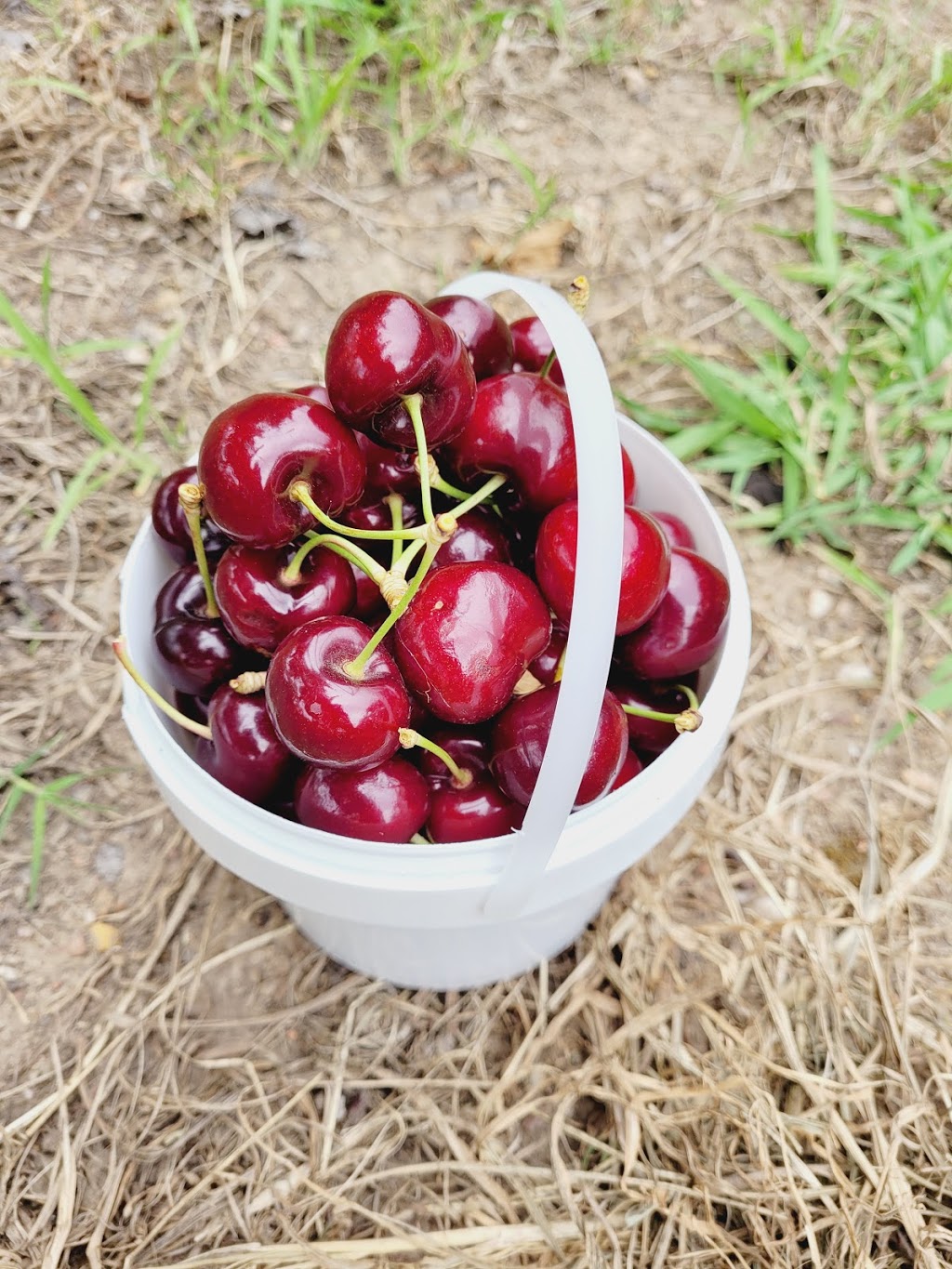 Cherries at Verdun | food | 152 Beaumont Rd, Balhannah SA 5242, Australia | 0883887048 OR +61 8 8388 7048