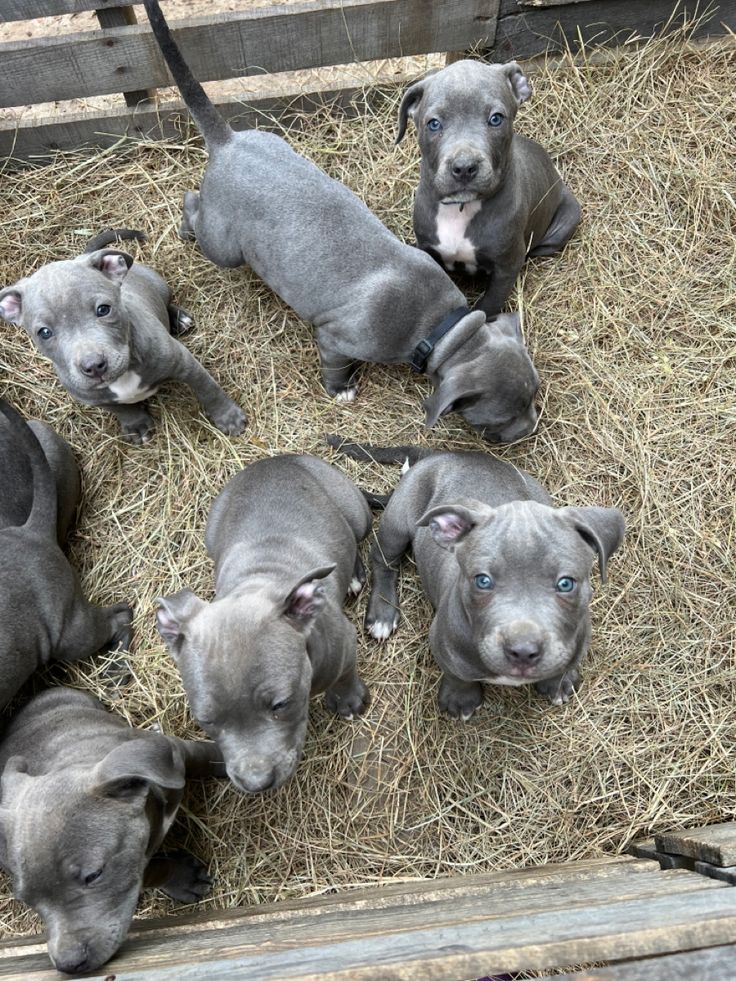 Staffy puppy for adoption | Great Ocean Rd, Lorne VIC 3232, Australia | Phone: 0468 134 315