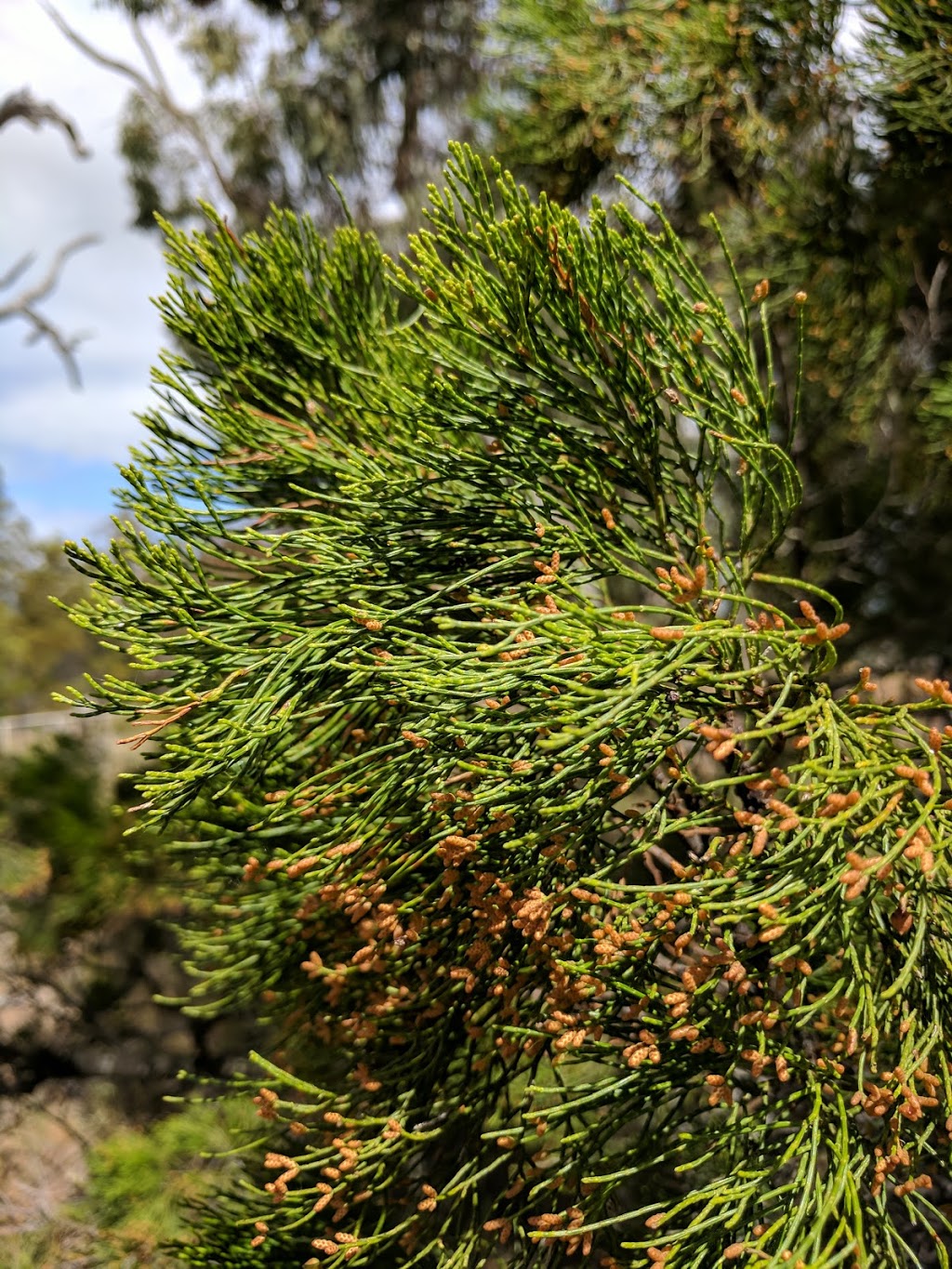 Kiata Flora & Fauna Reserve | Kiata VIC 3418, Australia | Phone: 13 19 63