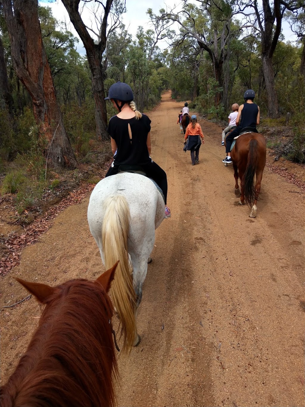 Forge Farm Riding School | 1830 Forge Dr, Chidlow WA 6556, Australia | Phone: 0452 581 183