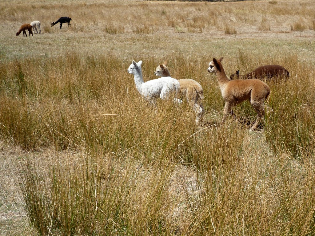 Haylilla Alpacas | Brunato Rd, Blewitt Springs SA 5171, Australia | Phone: 0419 597 998