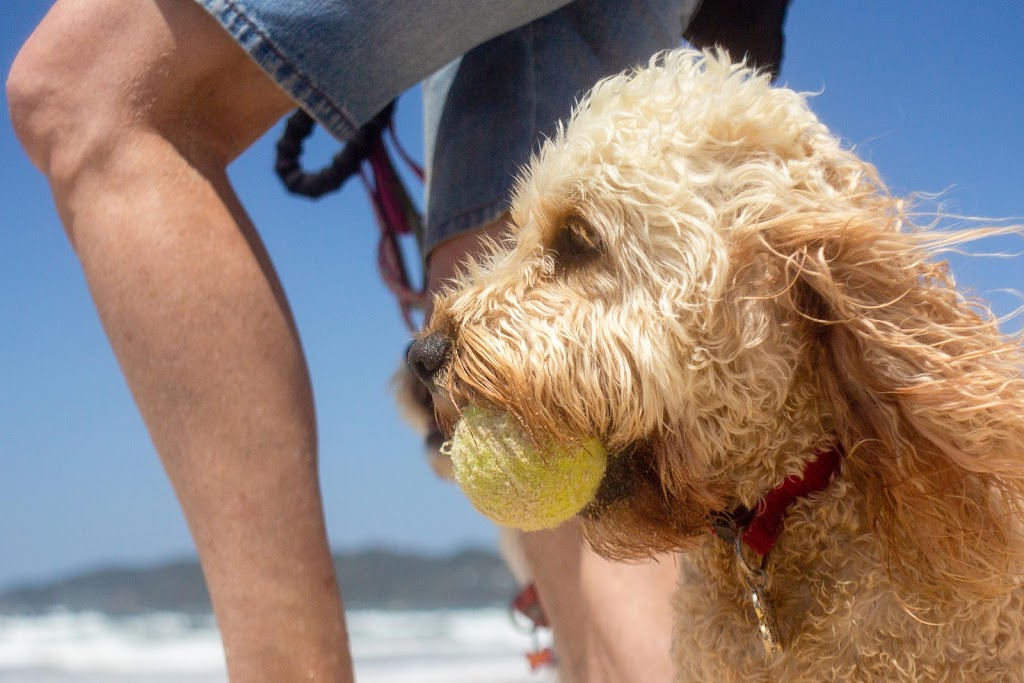 Woof and Whiskers Pet Sitting | Main Beach, Byron Bay NSW 2481, Australia | Phone: 0413 515 562