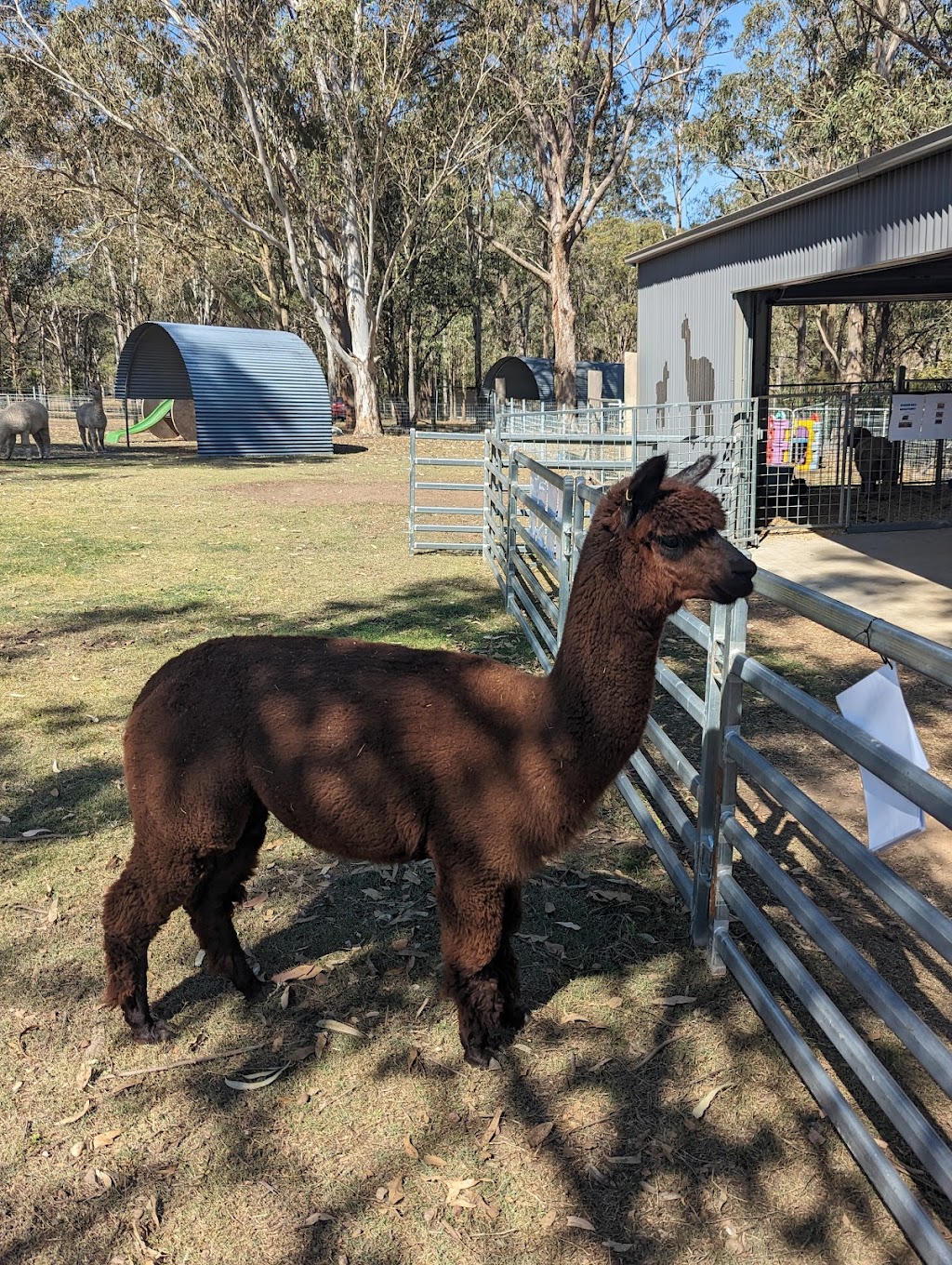 Gumnut Valley Alpacas | 456 Butterwick Rd, Butterwick NSW 2321, Australia | Phone: 0415 855 040