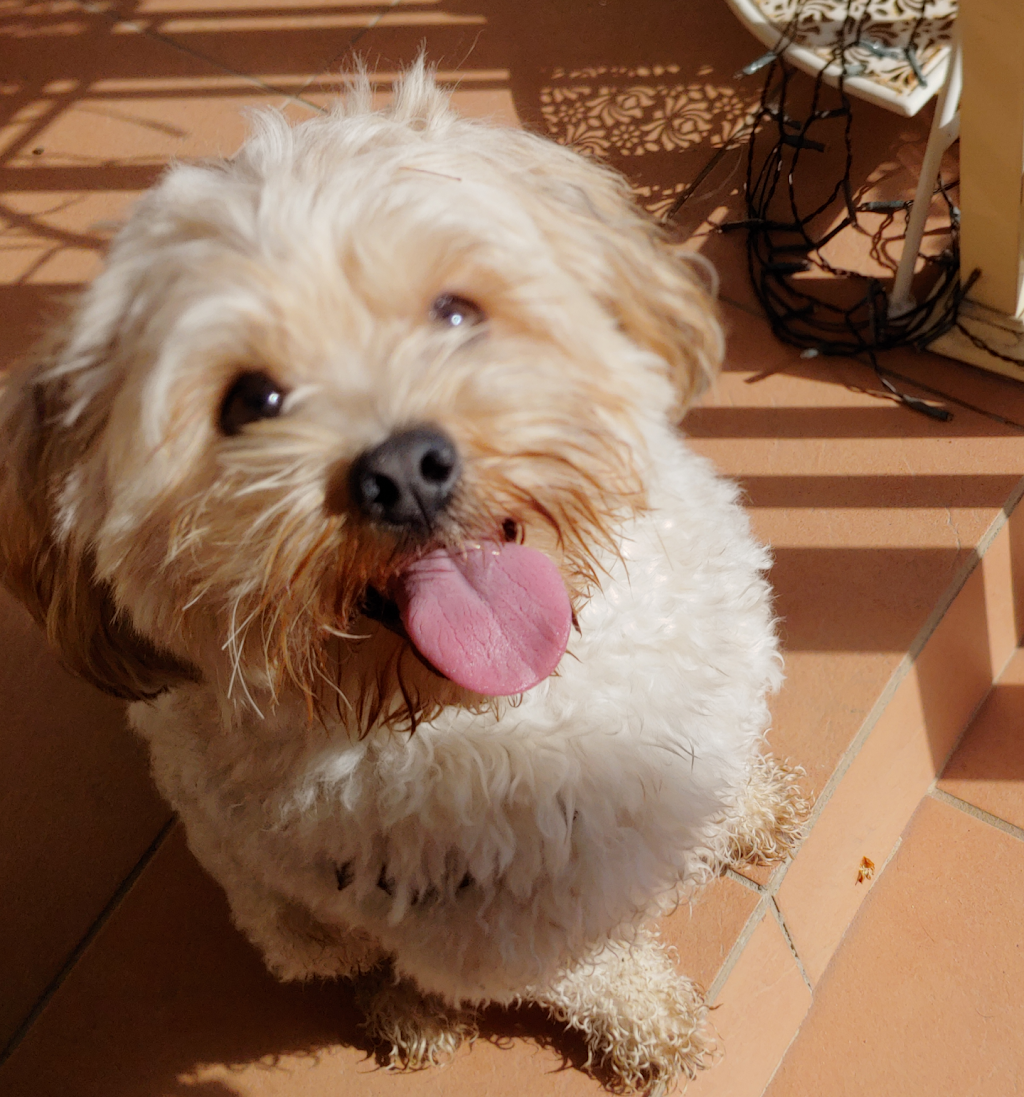 Back2Basics - K9 Obedience | 21 Morshead Dr, South Hurstville NSW 2221, Australia | Phone: 0423 579 350