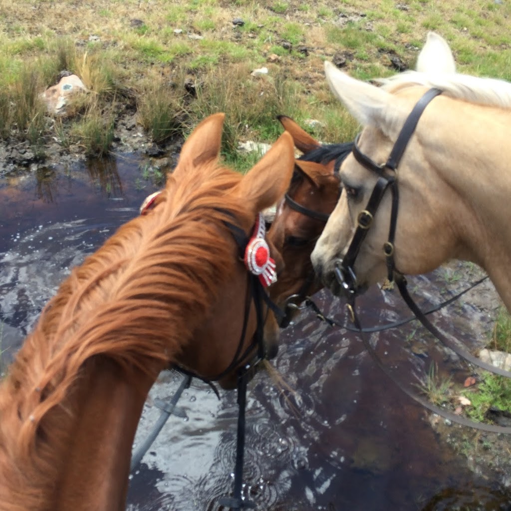 JE Resort (Jindabyne Equestrian Resort) | Kosciuszko Rd & Hill Top Rd, Jindabyne NSW 2627, Australia | Phone: (02) 6456 7333