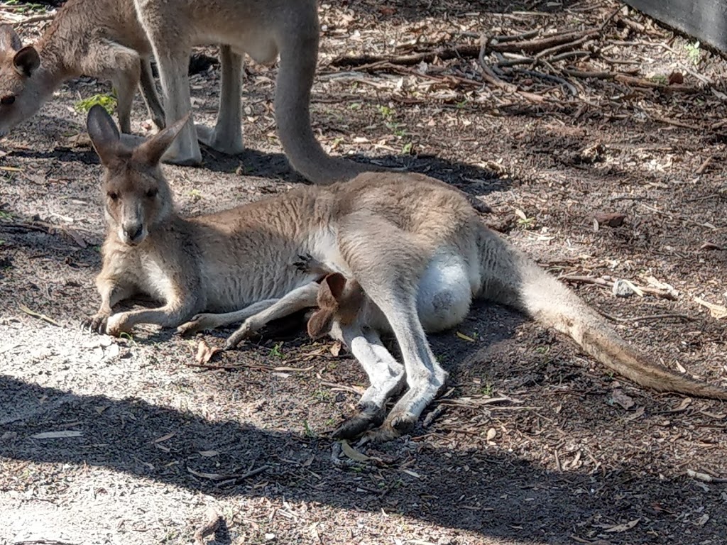 David Fleay Wildlife Park | Loman Lane, Burleigh Heads QLD 4220, Australia | Phone: (07) 5669 2051