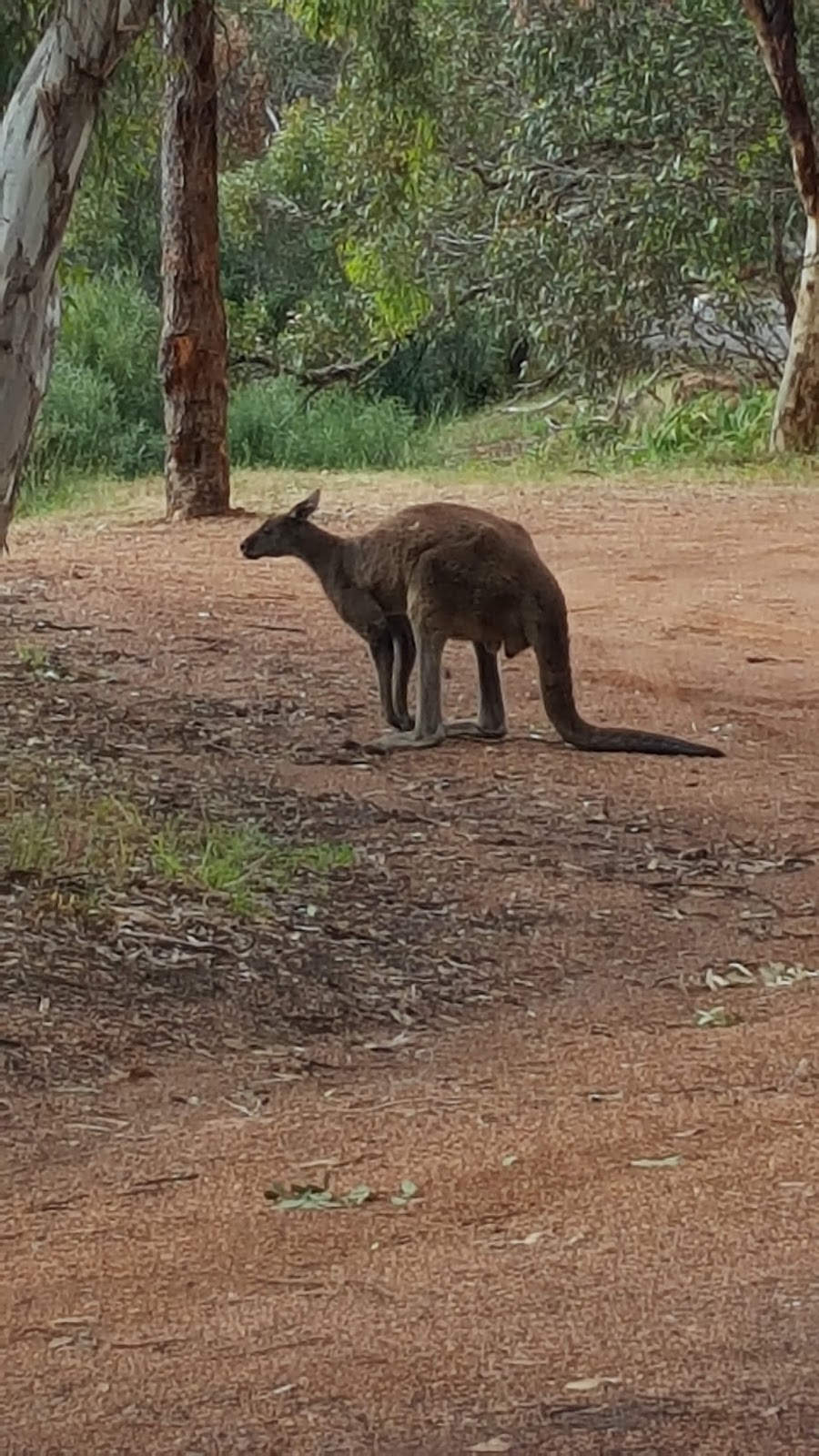 Darling Range Wildlife Shelter | Hayward Rd, Martin WA 6110, Australia | Phone: (08) 9394 0885