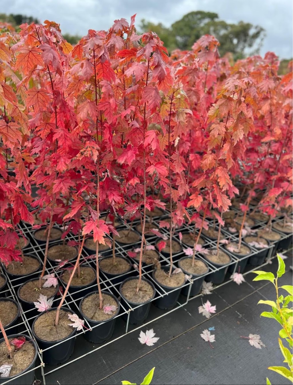 Neth Plant | 210 Clyde-Five Ways Rd, Clyde VIC 3978, Australia | Phone: 0406 785 304