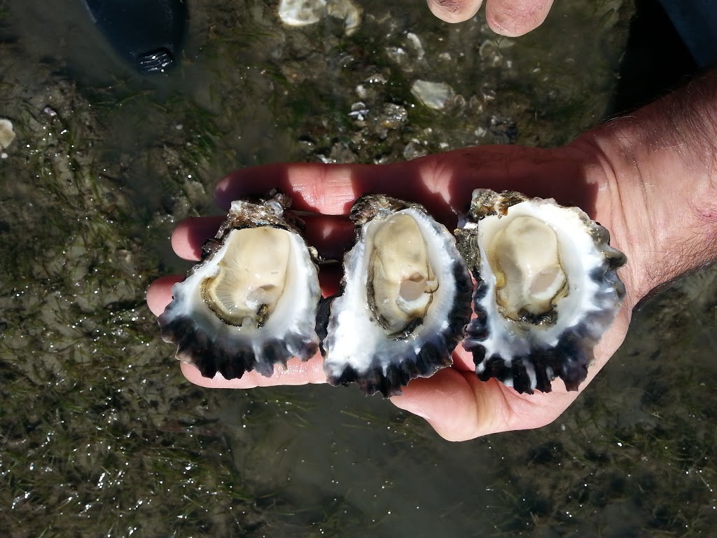 Dialba Oysters |  | 8 Kawana St, Amity Point QLD 4183, Australia | 0402003931 OR +61 402 003 931