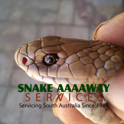 Snake Aaaaway Services | home goods store | 73 Sand Mine Rd, Mount Compass SA 5210, Australia | 0413511440 OR +61 413 511 440