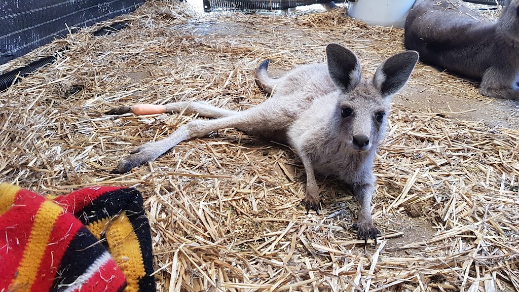 McIntyre Wildlife Shelter | 2906 Dunolly-Wedderburn Rd, McIntyre VIC 3472, Australia | Phone: 0427 541 102