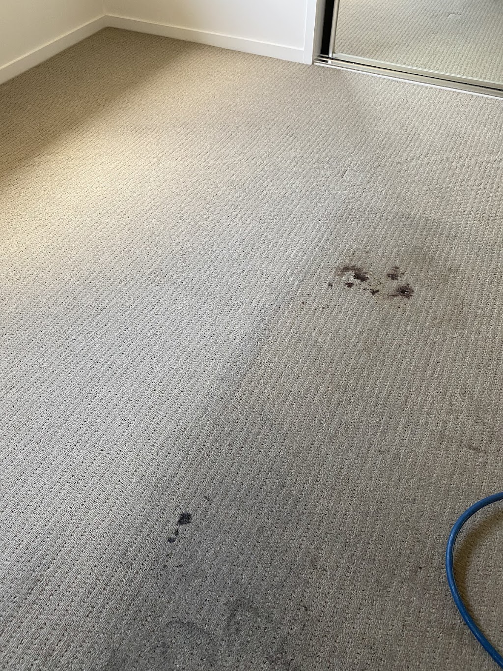 Port Curtis Carpet Cleaning & Pest Control | 26 Mars Cres, Gladstone Central QLD 4680, Australia | Phone: 0439 713 444