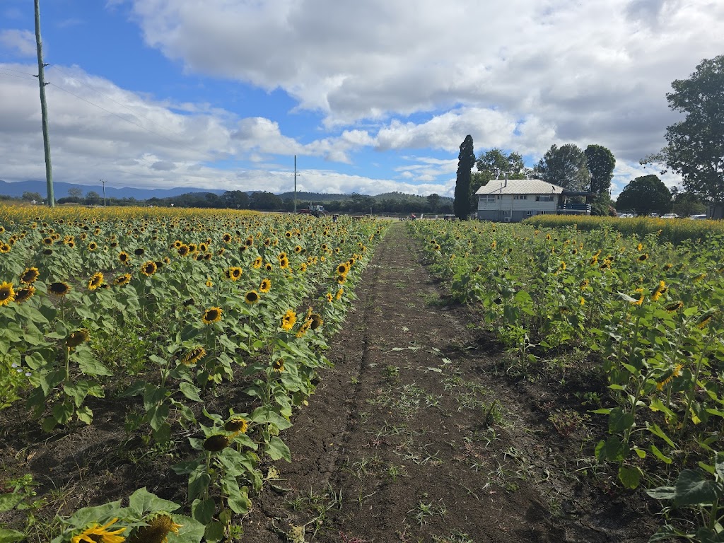 Sunflowers On Kents | 10 Kents Lagoon Rd, Kalbar QLD 4309, Australia | Phone: 0408 789 459