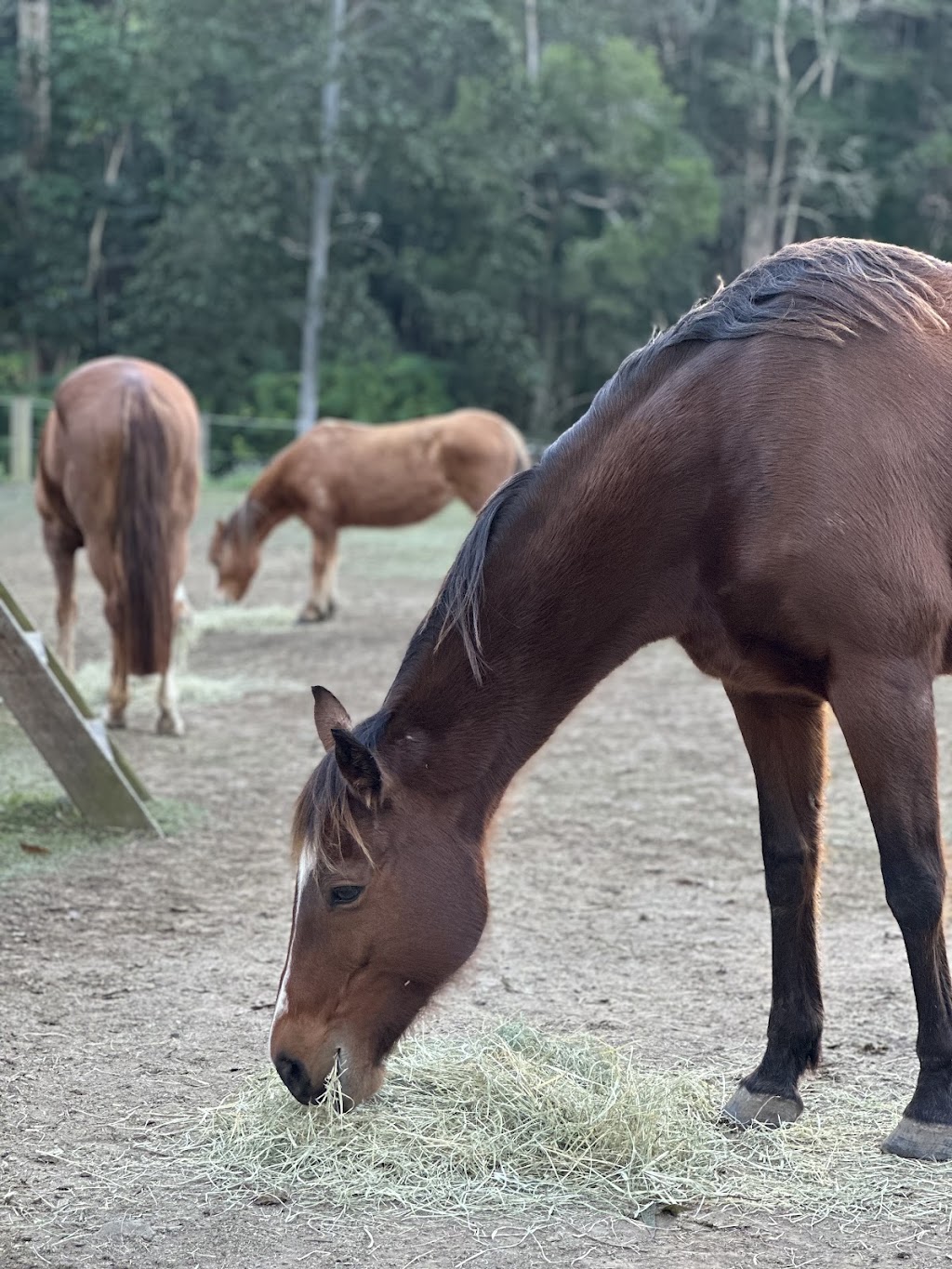 Lucky Horse Sitting | 26 Nikau Cres, Nerang QLD 4211, Australia | Phone: 0478 016 747