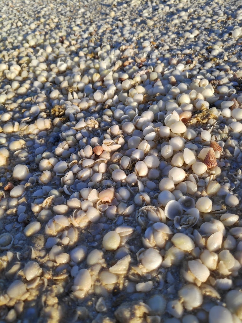 Feral Proof Fence | Shark Bay Rd, Francois Peron Natl Park WA 6537, Australia | Phone: (08) 9948 1590