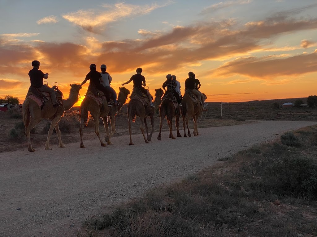 Silverton Outback Camels | tourist attraction | 1939 Silverton Rd, Silverton NSW 2880, Australia | 0428602664 OR +61 428 602 664