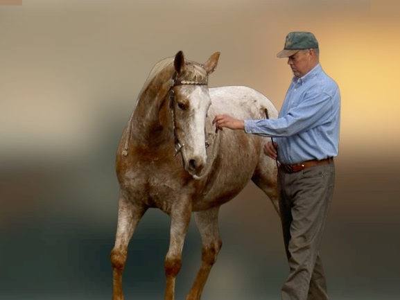 Norm Glenn Horsemanship | 7 Greenvale Dr, Gisborne VIC 3437, Australia | Phone: 0419 556 783