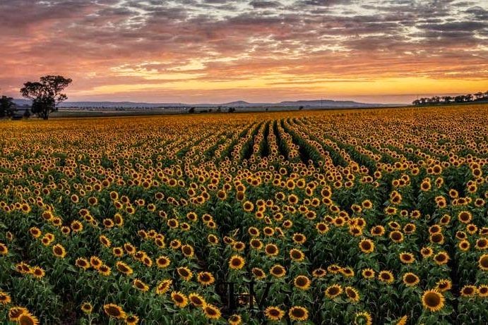 Sunshine and Sunflowers Farm Visit | tourist attraction | 56 Warumkarie Rd, Kalbar QLD 4309, Australia | 0754637549 OR +61 7 5463 7549